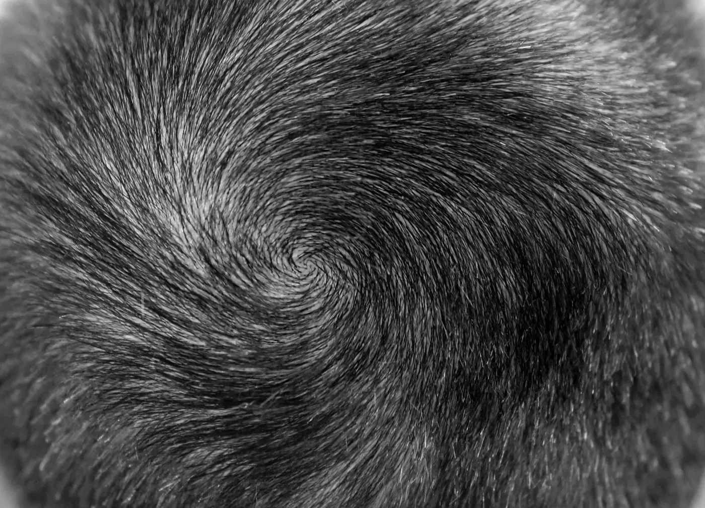 Tepe bölgesinde saçların bir merkez etrafında oluşturduğu doğal spiral dizilim